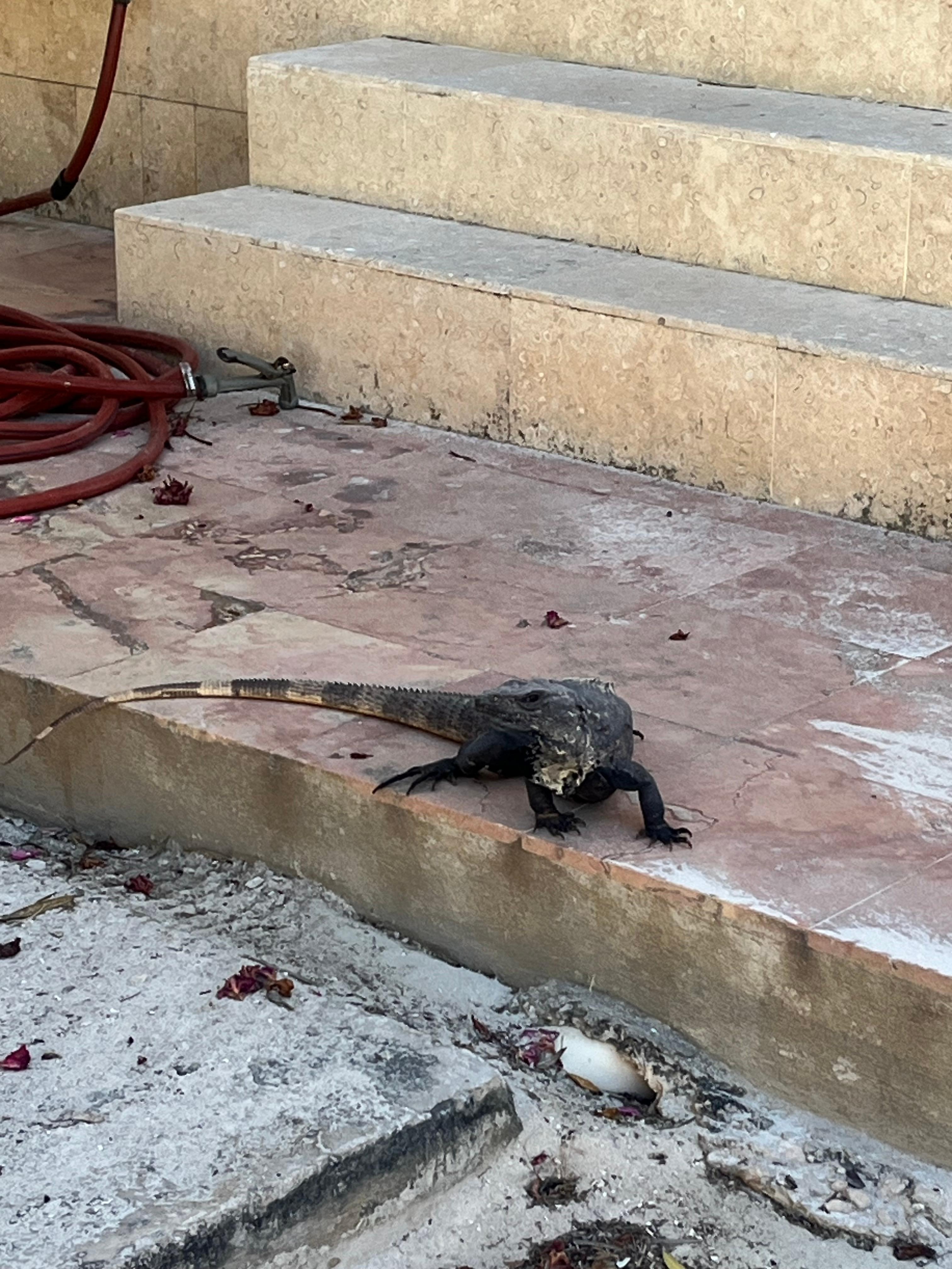 Iguanas and other lizards all around the place kids had a fun time spotting them