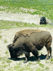 We saw a lot of bison and some elk