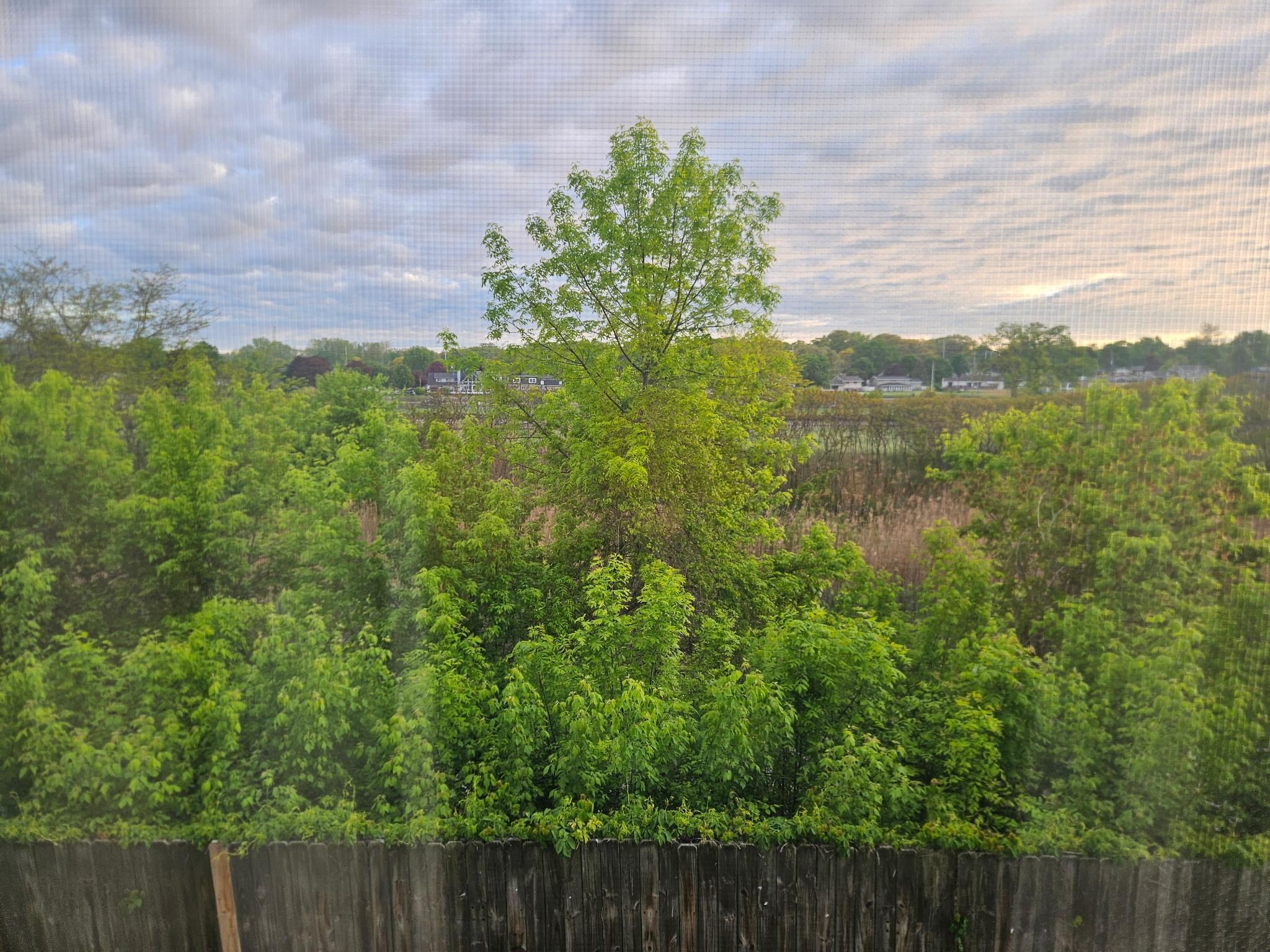 “River view” 