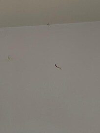 Traces de sang