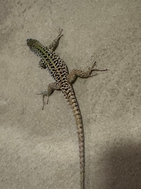 Gecko on the walk