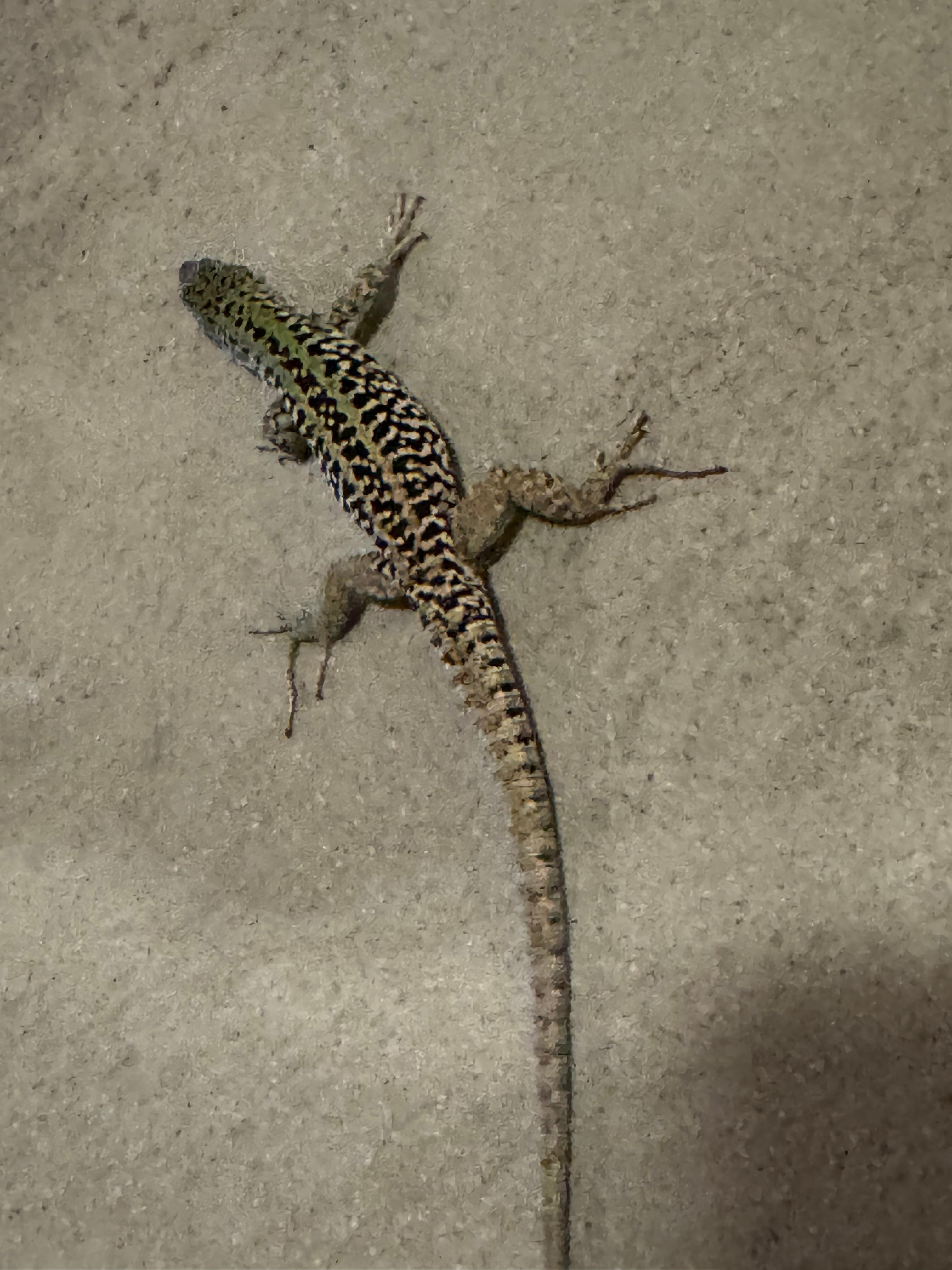 Gecko on the walk