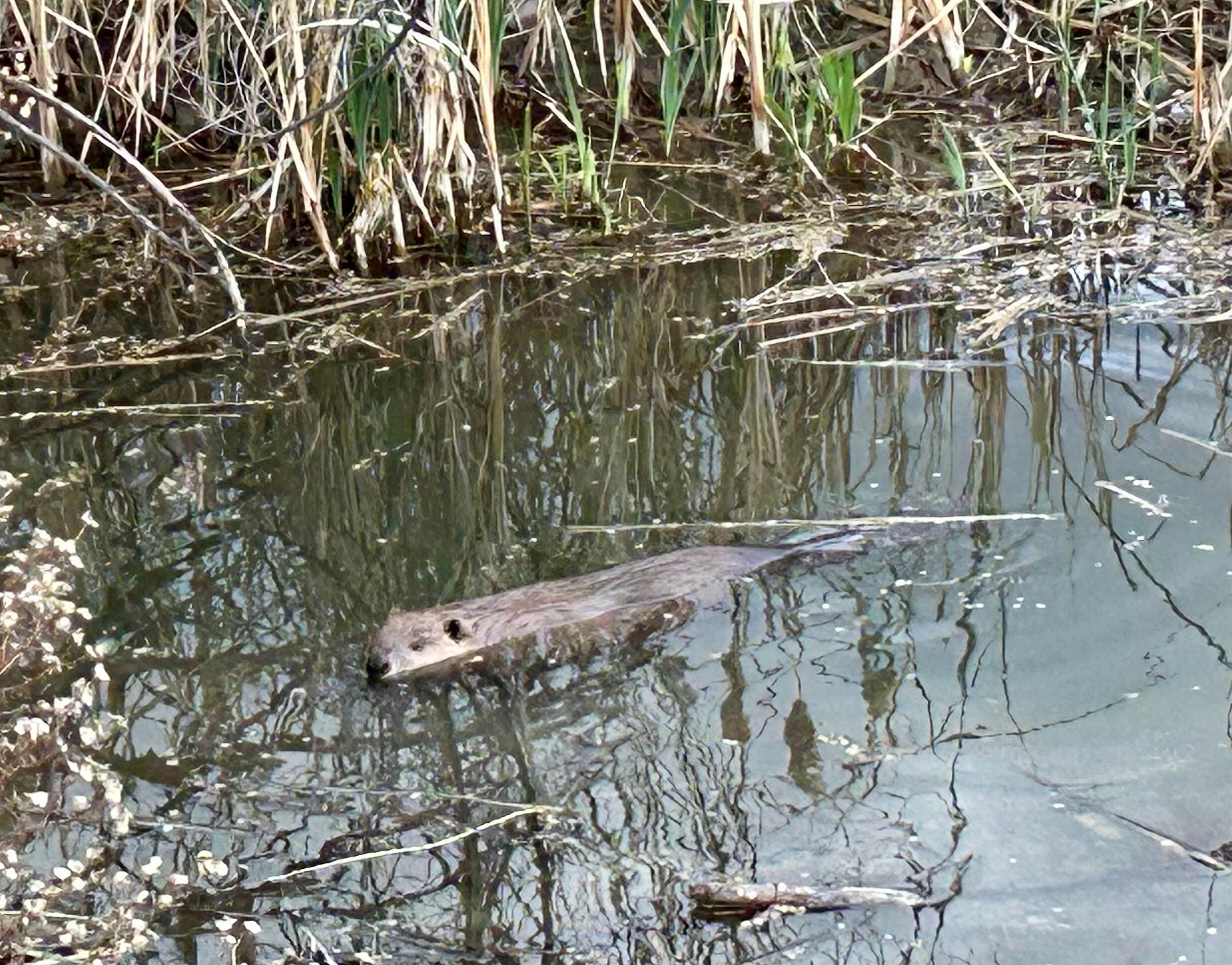 Beavers and other wildlife offered endless entertainment 