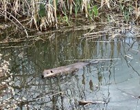 Beavers and other wildlife offered endless entertainment