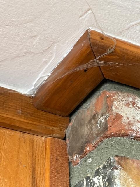 spider web everywhere