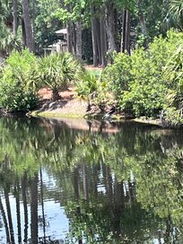 View from the pool - if you look closely, you can see an alligator!!