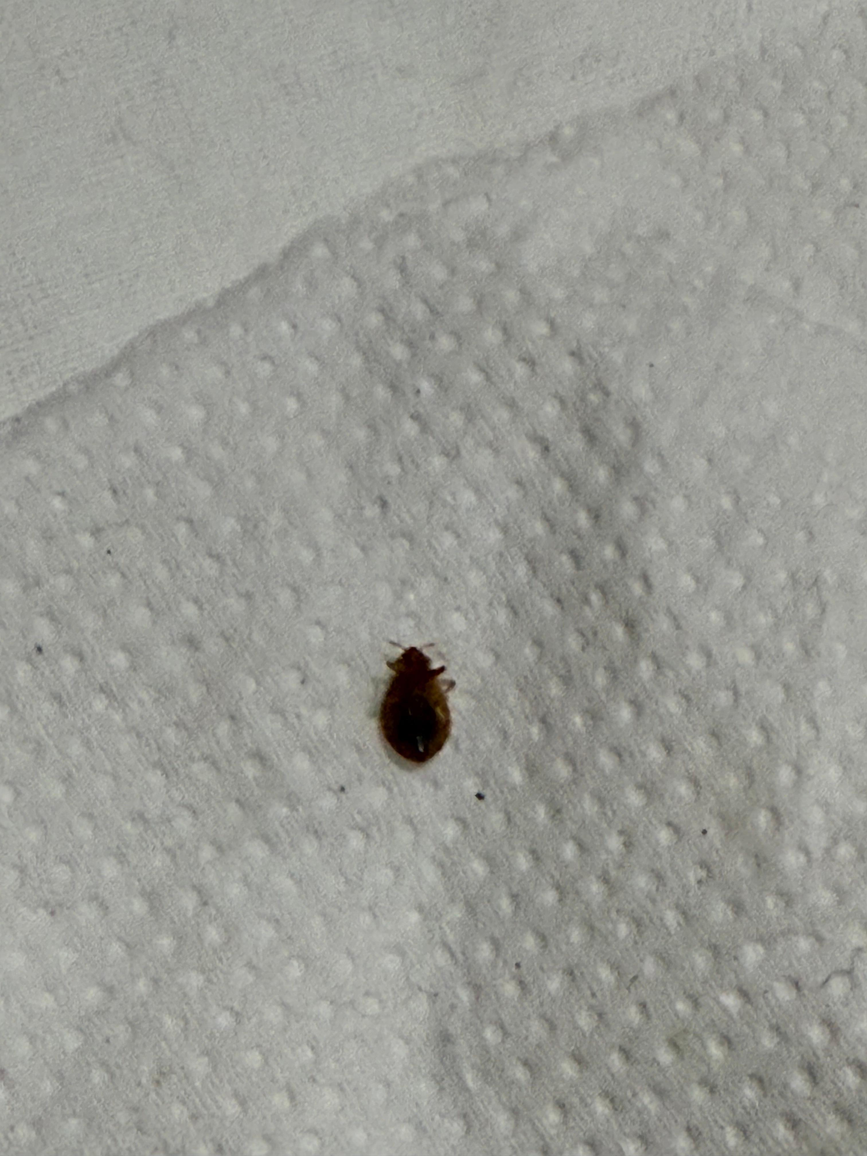 Found multiple bed bugs under the mattress, including juveniles whichs suggests a serious infestation.
