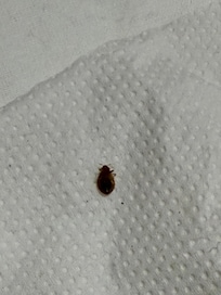 Found multiple bed bugs under the mattress, including juveniles whichs suggests a serious infestation.