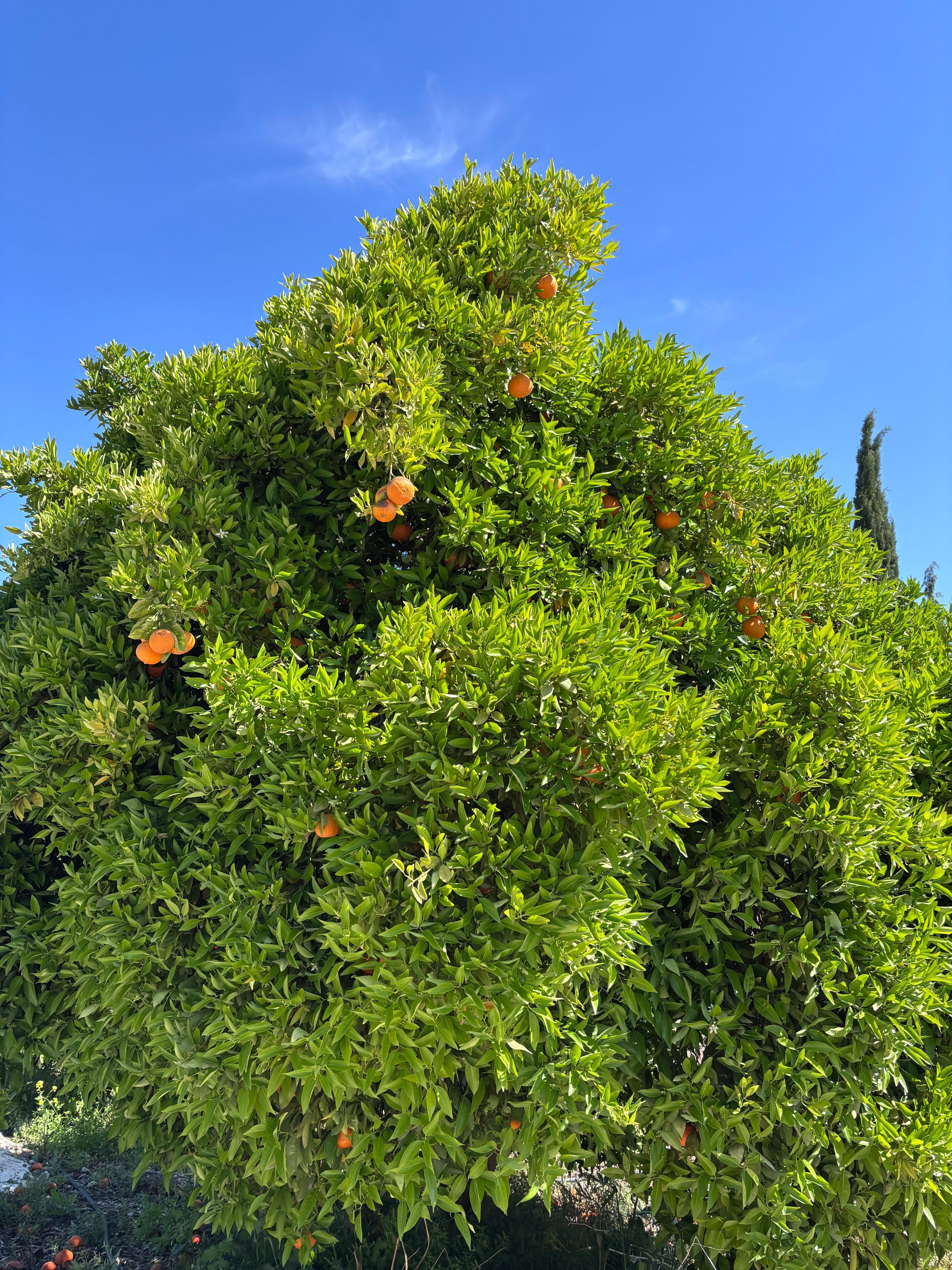 Een van de vele fruitbomen op het terrein ( sinaasappelbomen, citroenbomen en 1 grapefruit boom.)