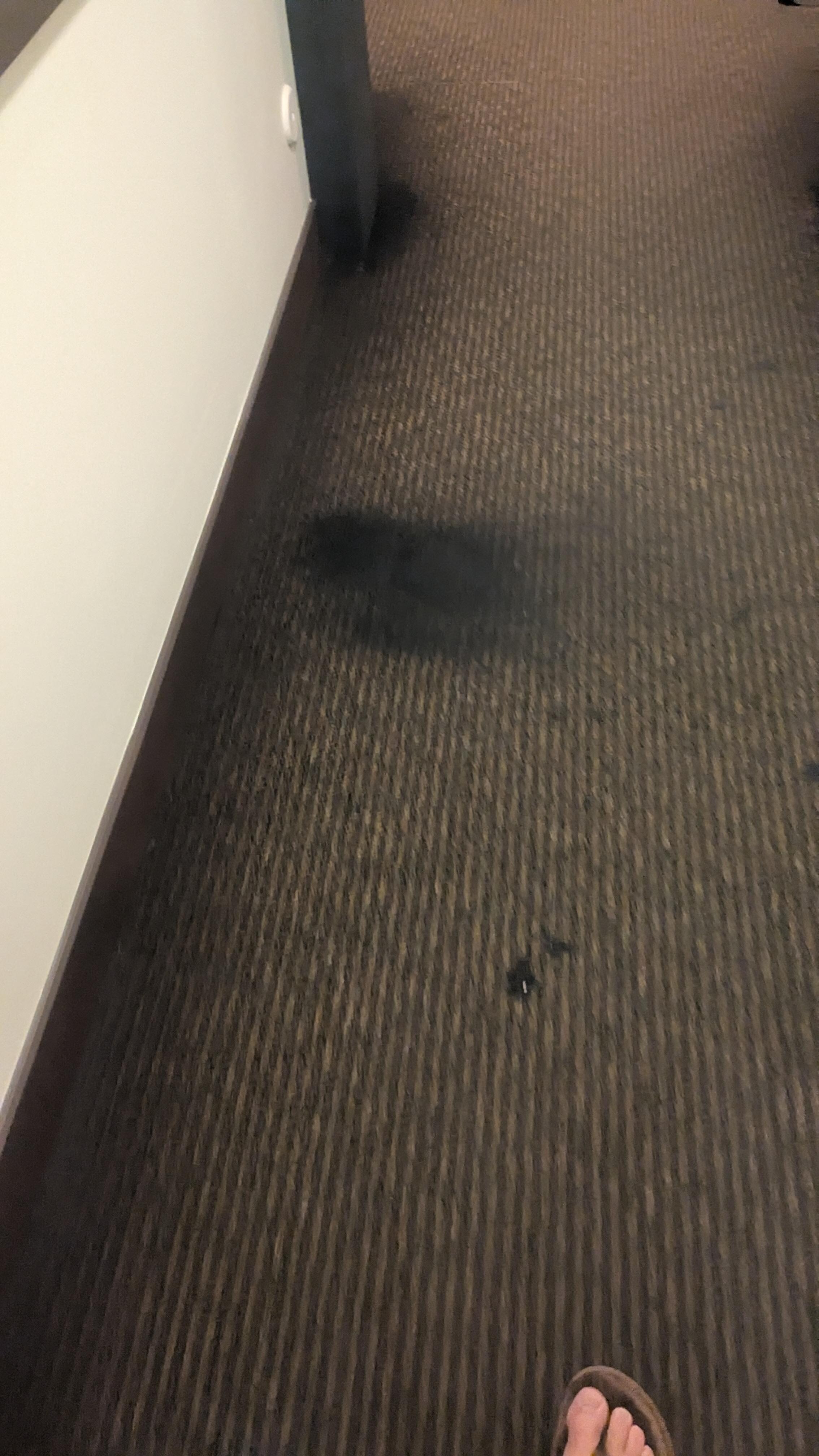 Paint on the hallway carpet