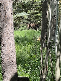 One of the many moose on the property!