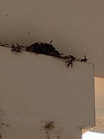 Wasps, looking out the front door