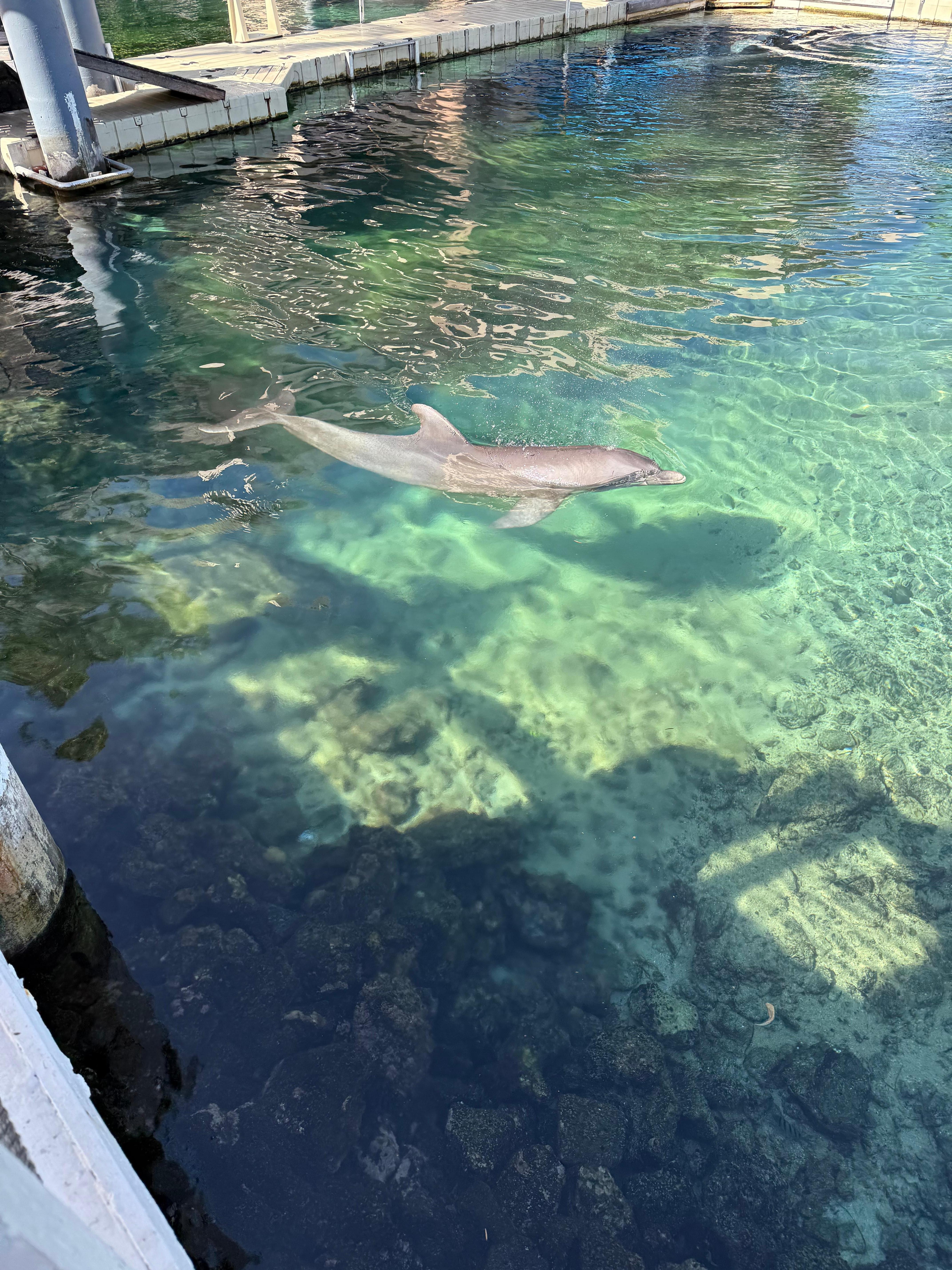 Dolphin experience at the Waikaloa