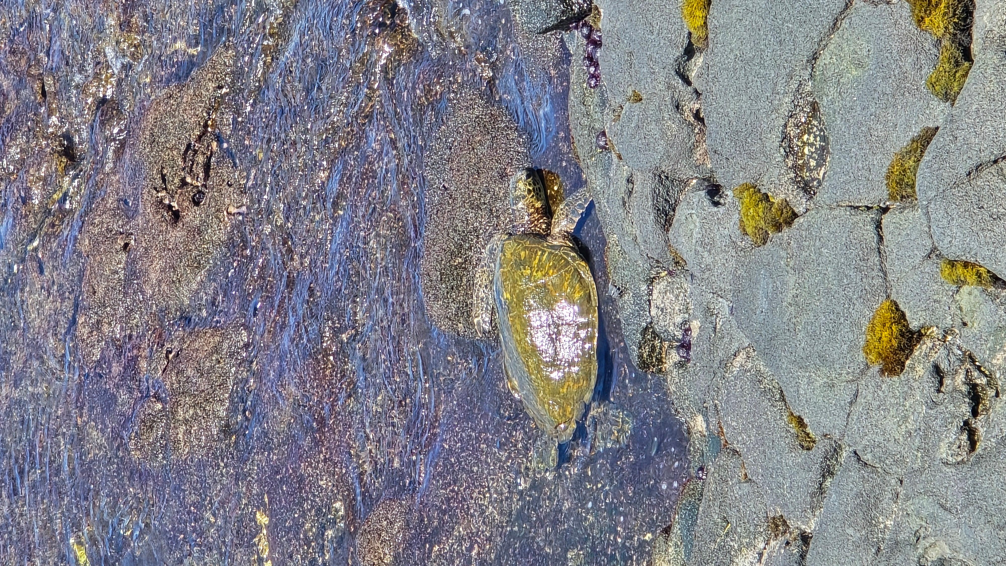 Turtle came to visit 