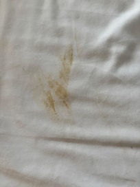 Poop or chocolate stain?