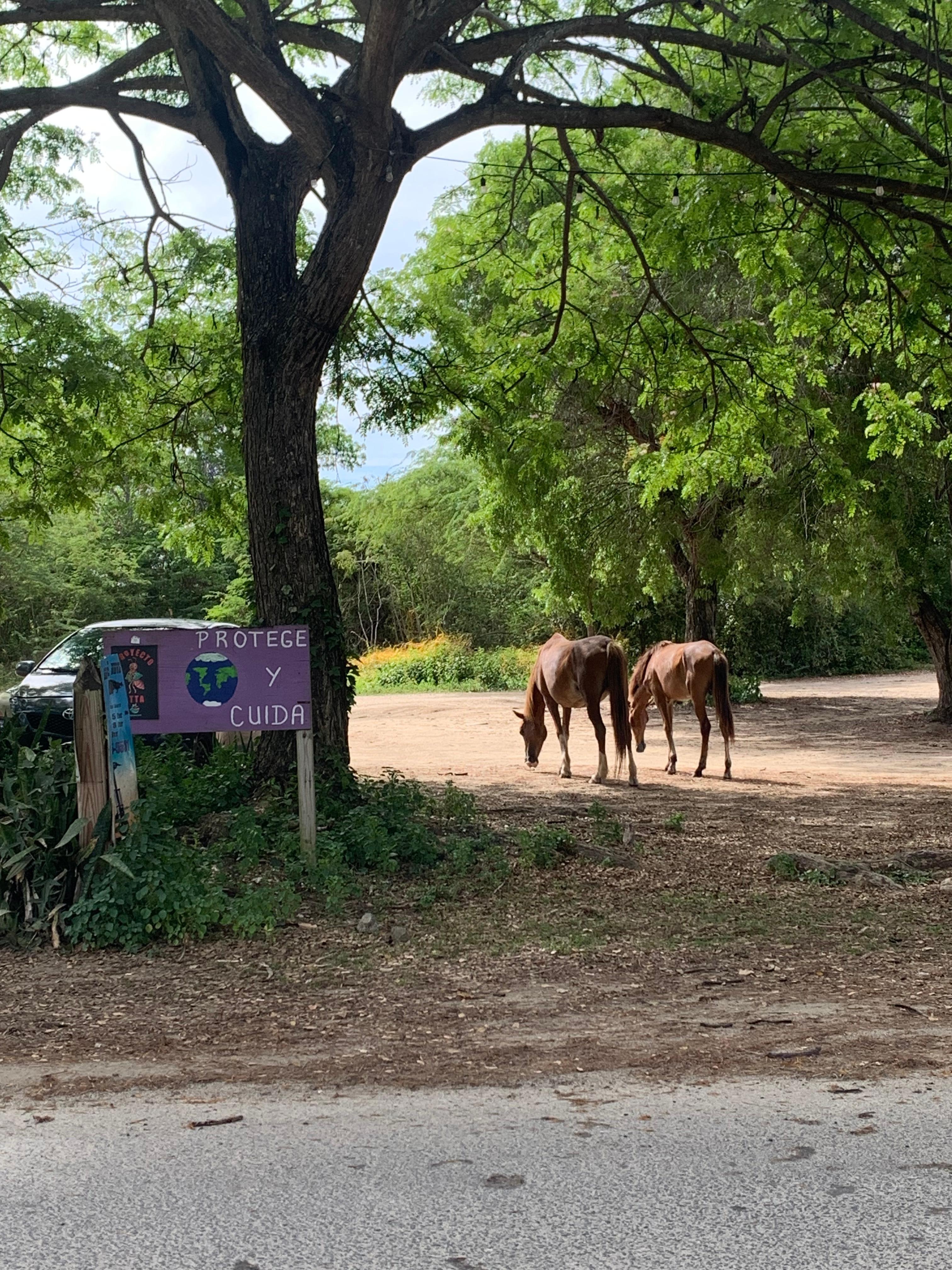 Wild horses across from the hotel. 