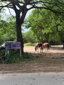 Wild horses across from the hotel.