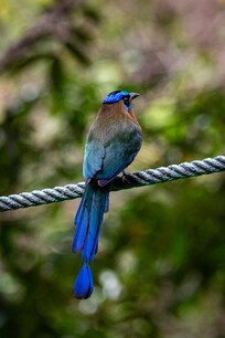 Motmot from pool deck