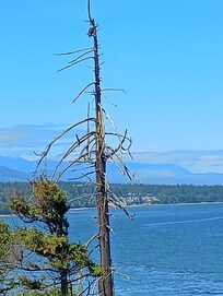 there's an eagle in that tree