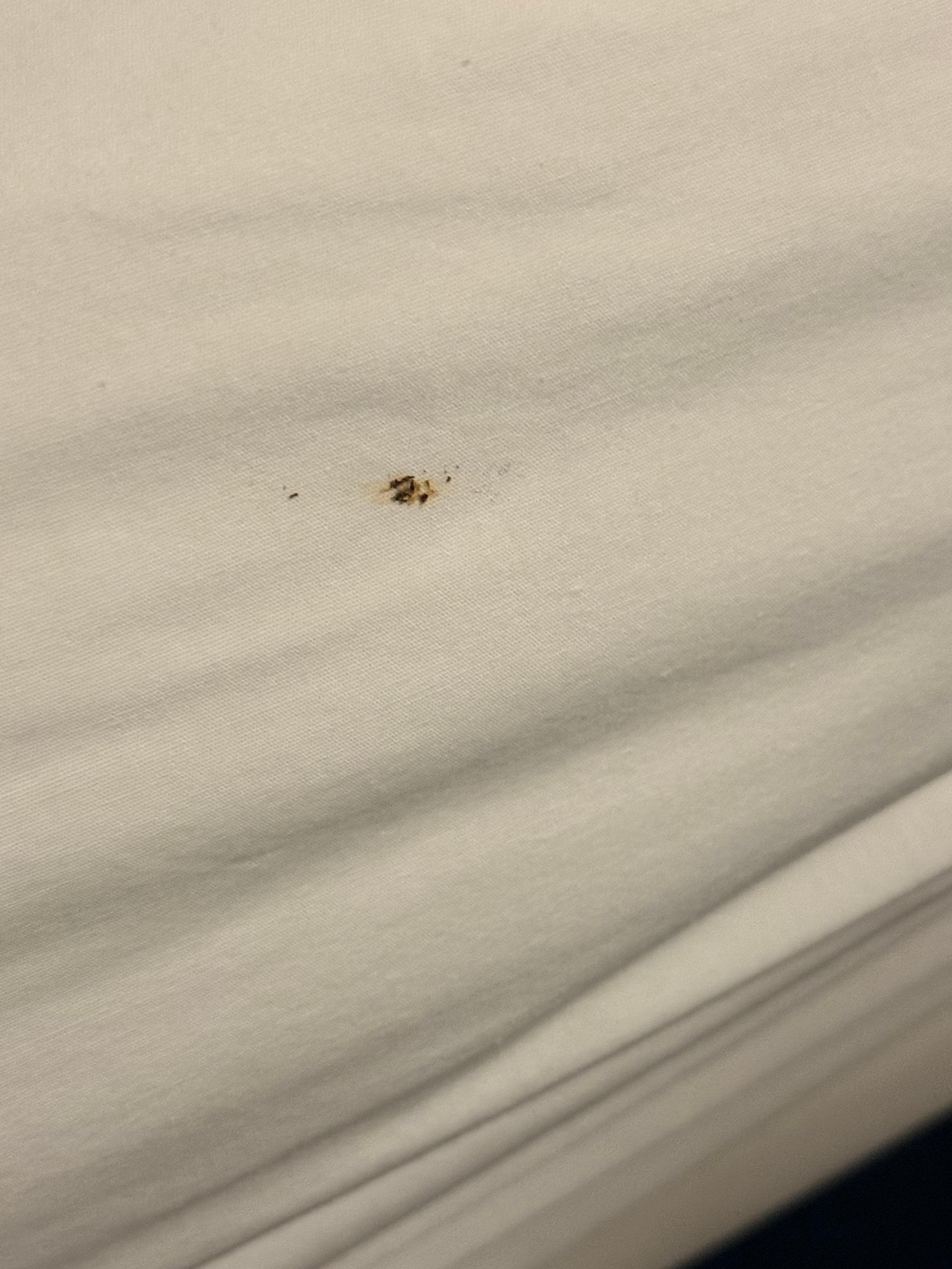 Squished bedbug on the sheets