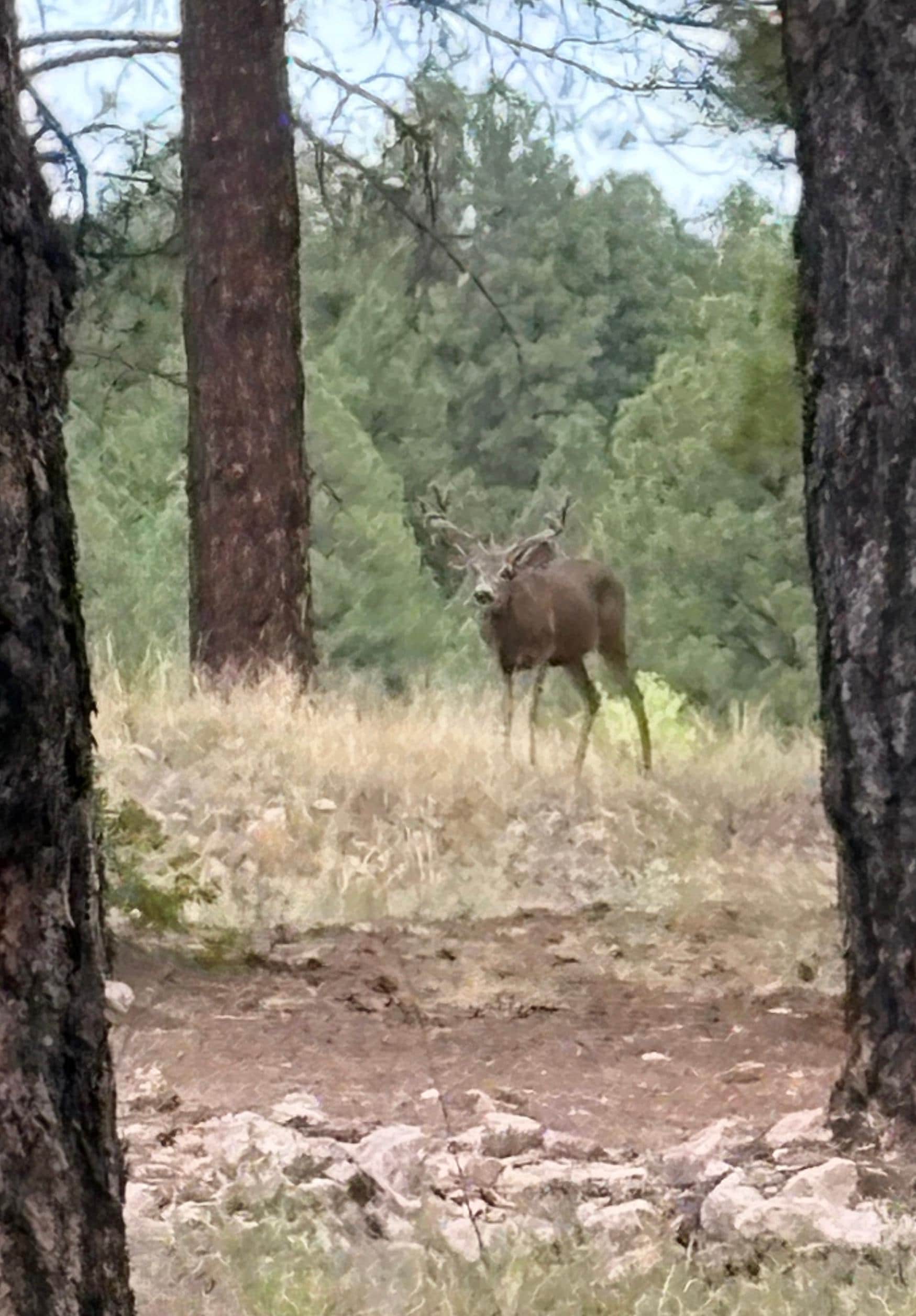 An elk, as seen in the pines from the back deck
