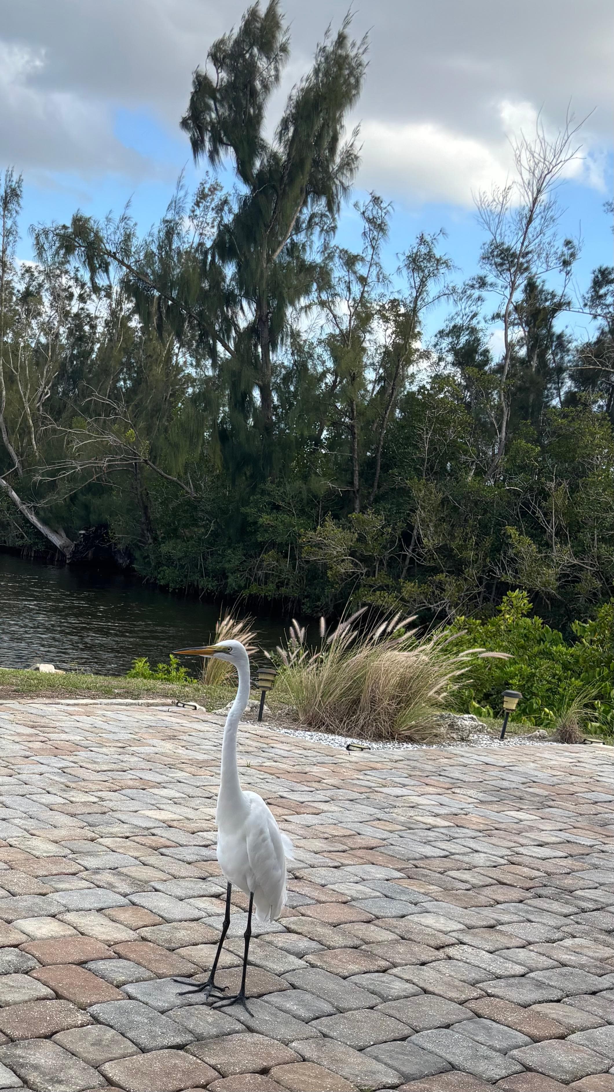 This is the view from the back lanai!  Lots of birds.  