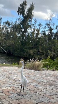 This is the view from the back lanai! Lots of birds.