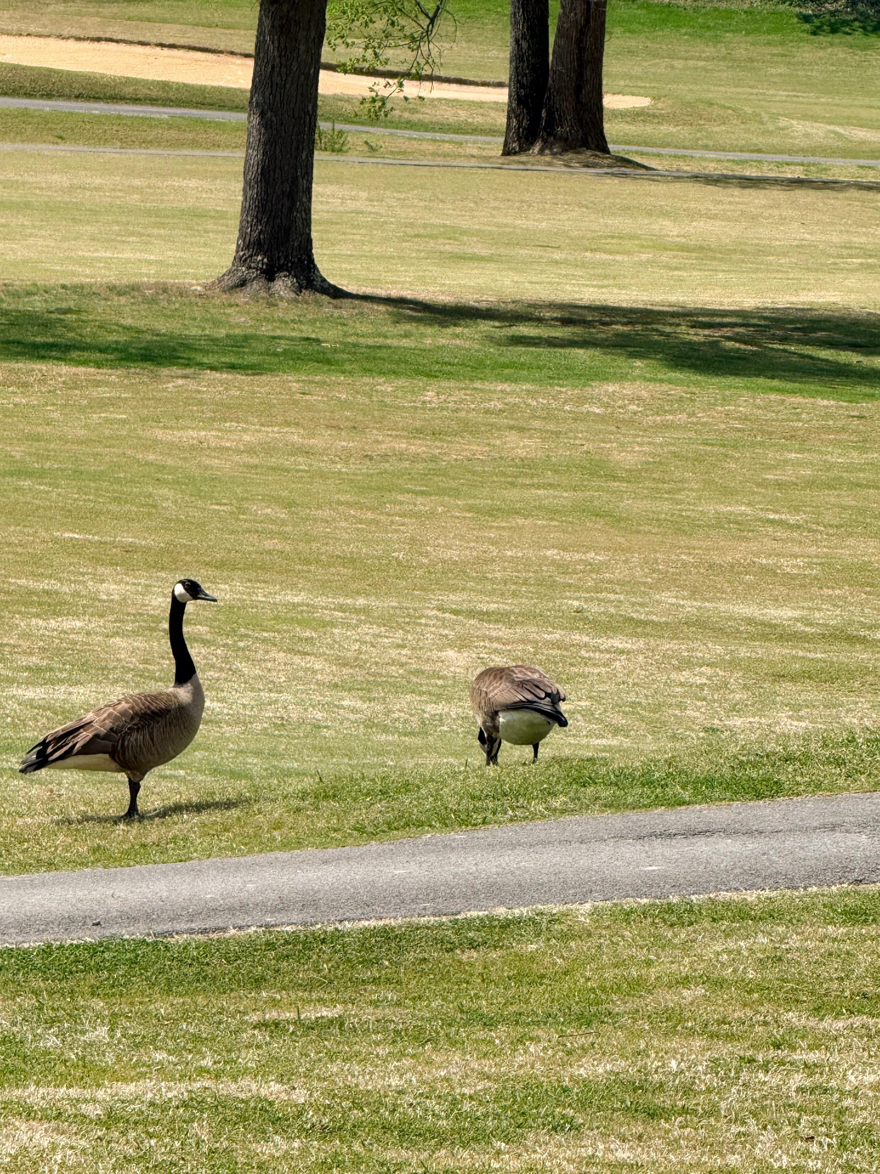Geese on the golf course.