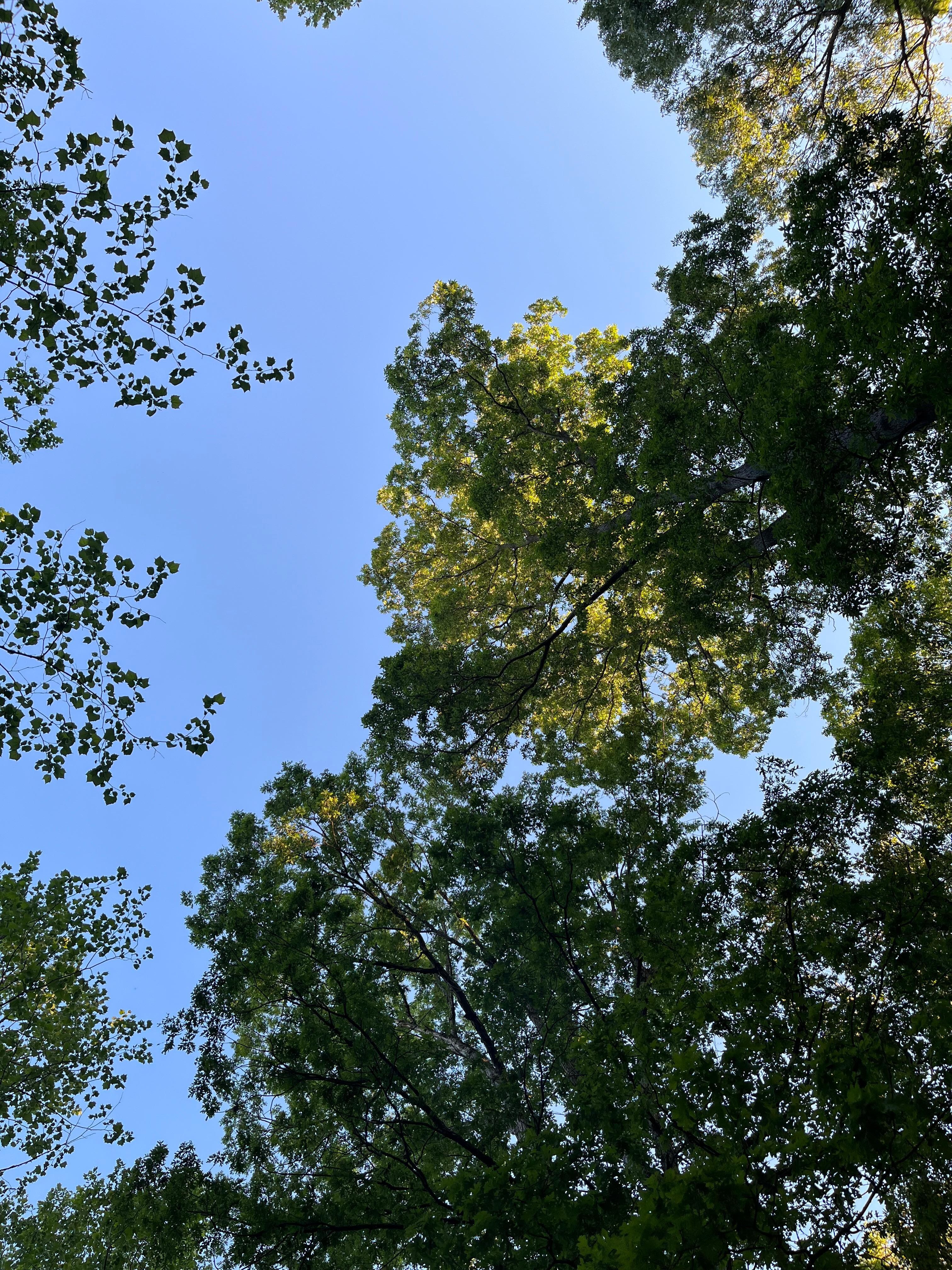 View from hammock