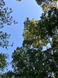 View from hammock
