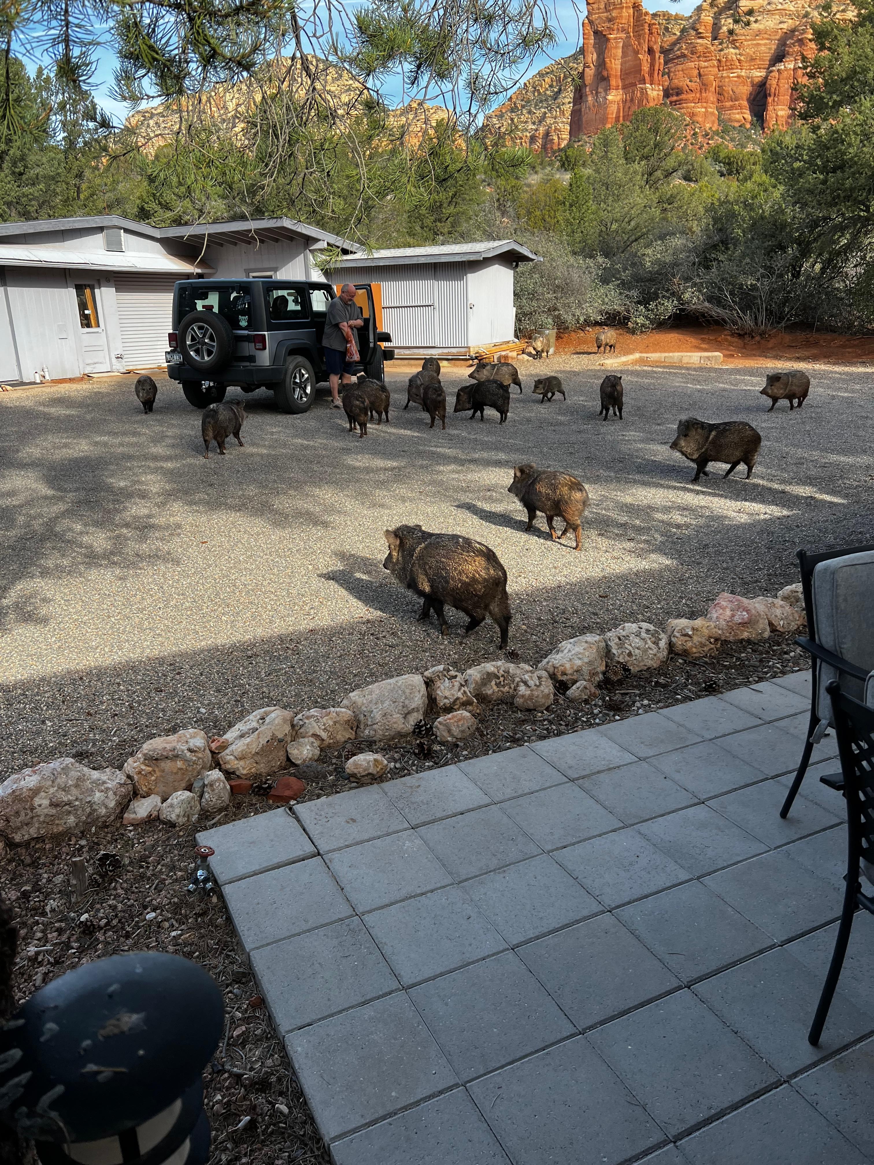 Interesting creatures 