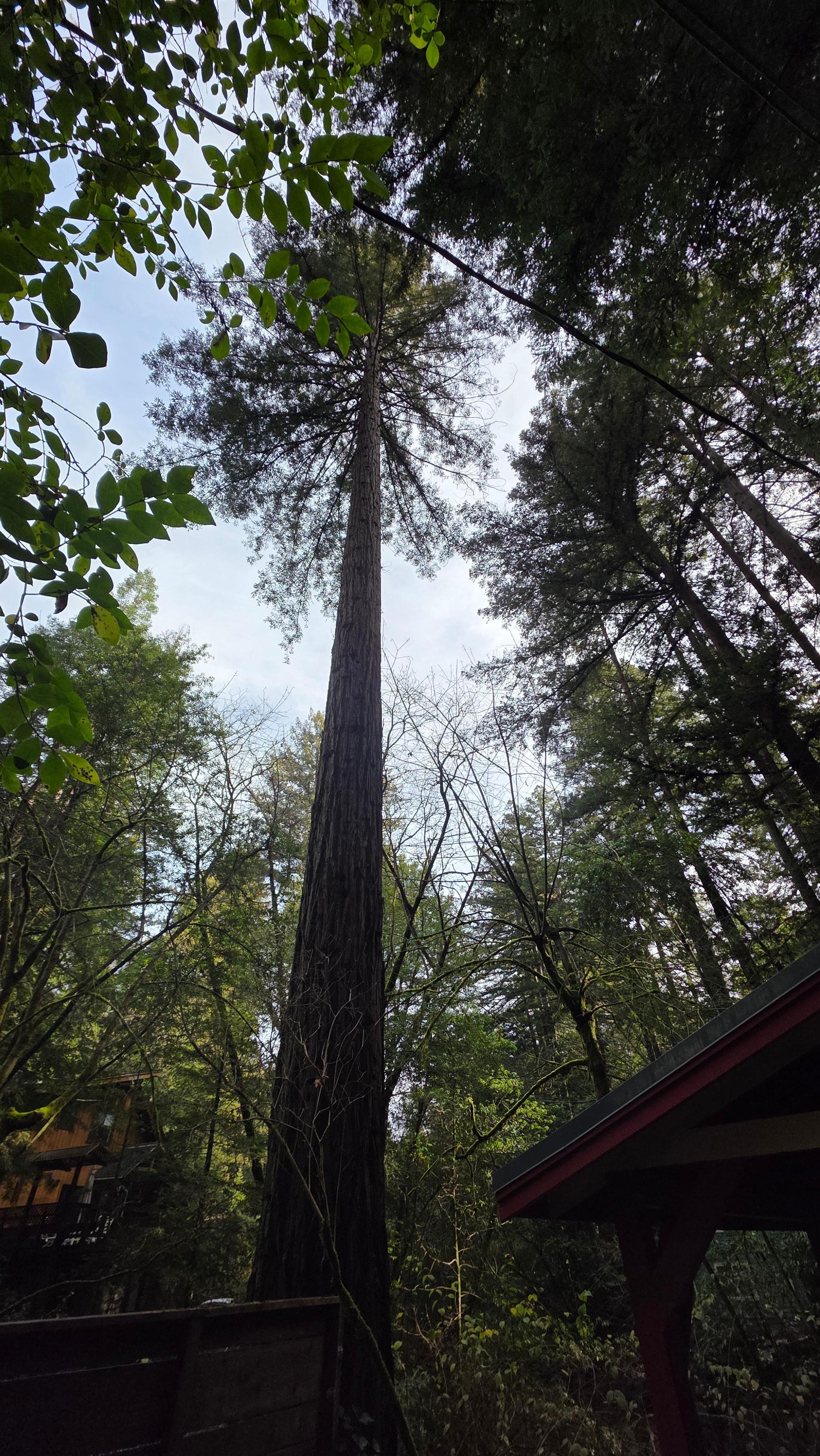 The cabin is surrounded by amazing redwoods.