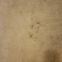 Stained, dirty carpet