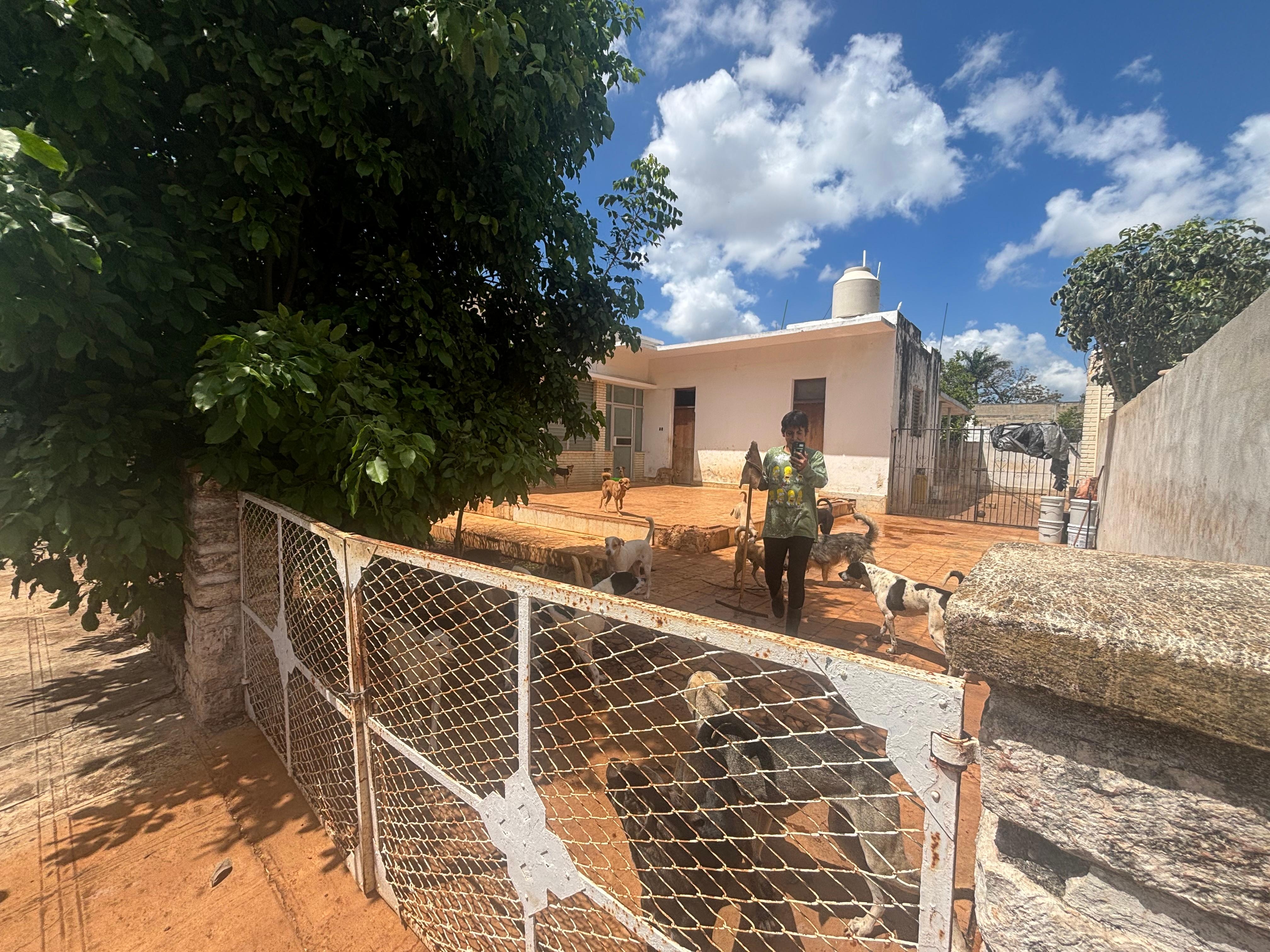 More pictures of dogs