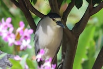 A black-crowned night heron on patrol near the koi ponds.