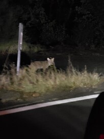The cyote on our night snack run into Ukiah