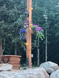 Beautiful flowers
