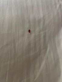 Algo en las sábanas (material de hilo).