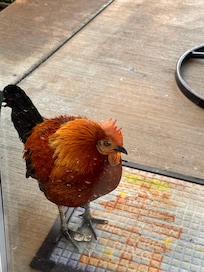 Very sweet Backyard friend that we named Kahuna.