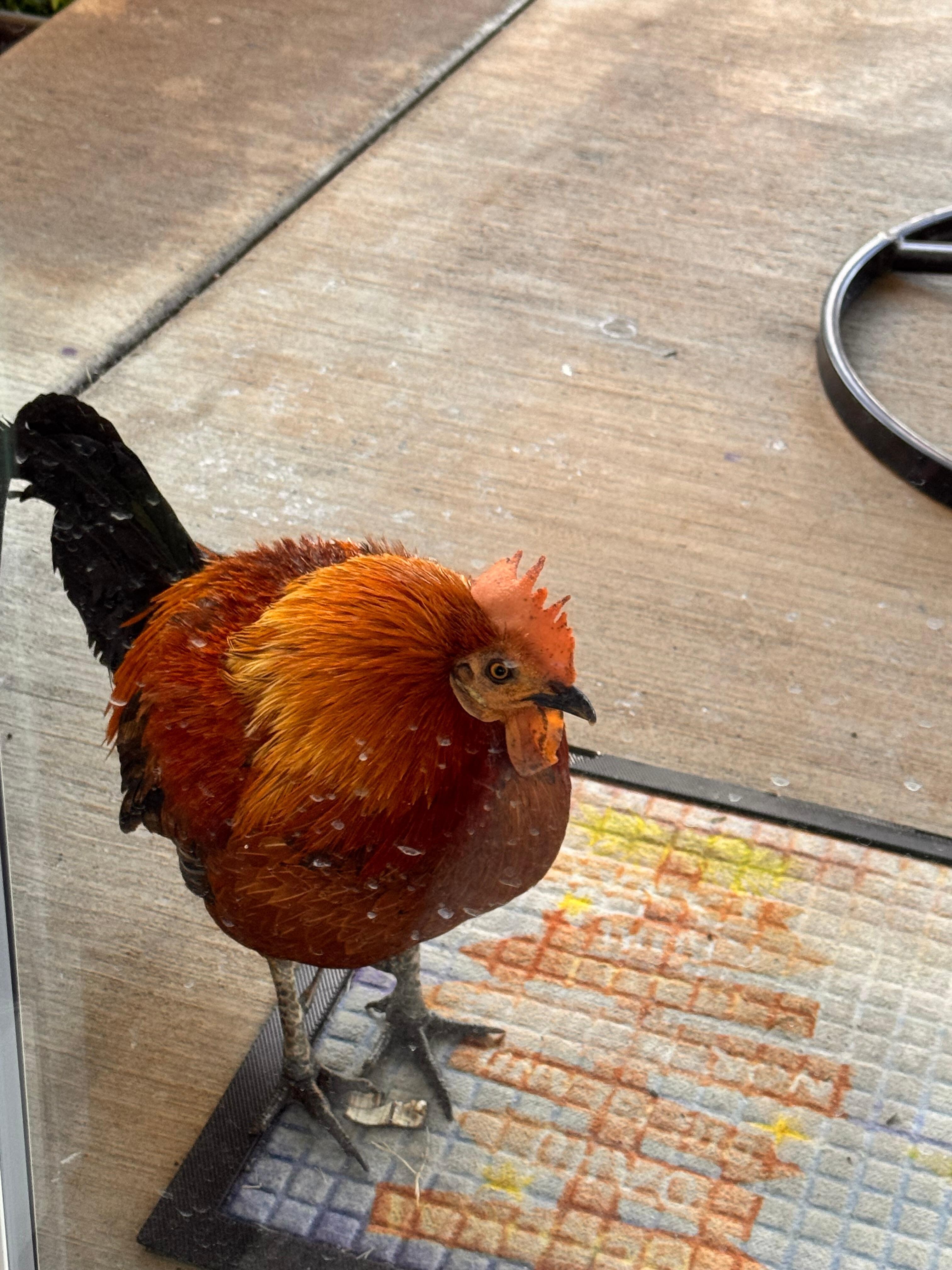 Very sweet Backyard friend that we named Kahuna. 