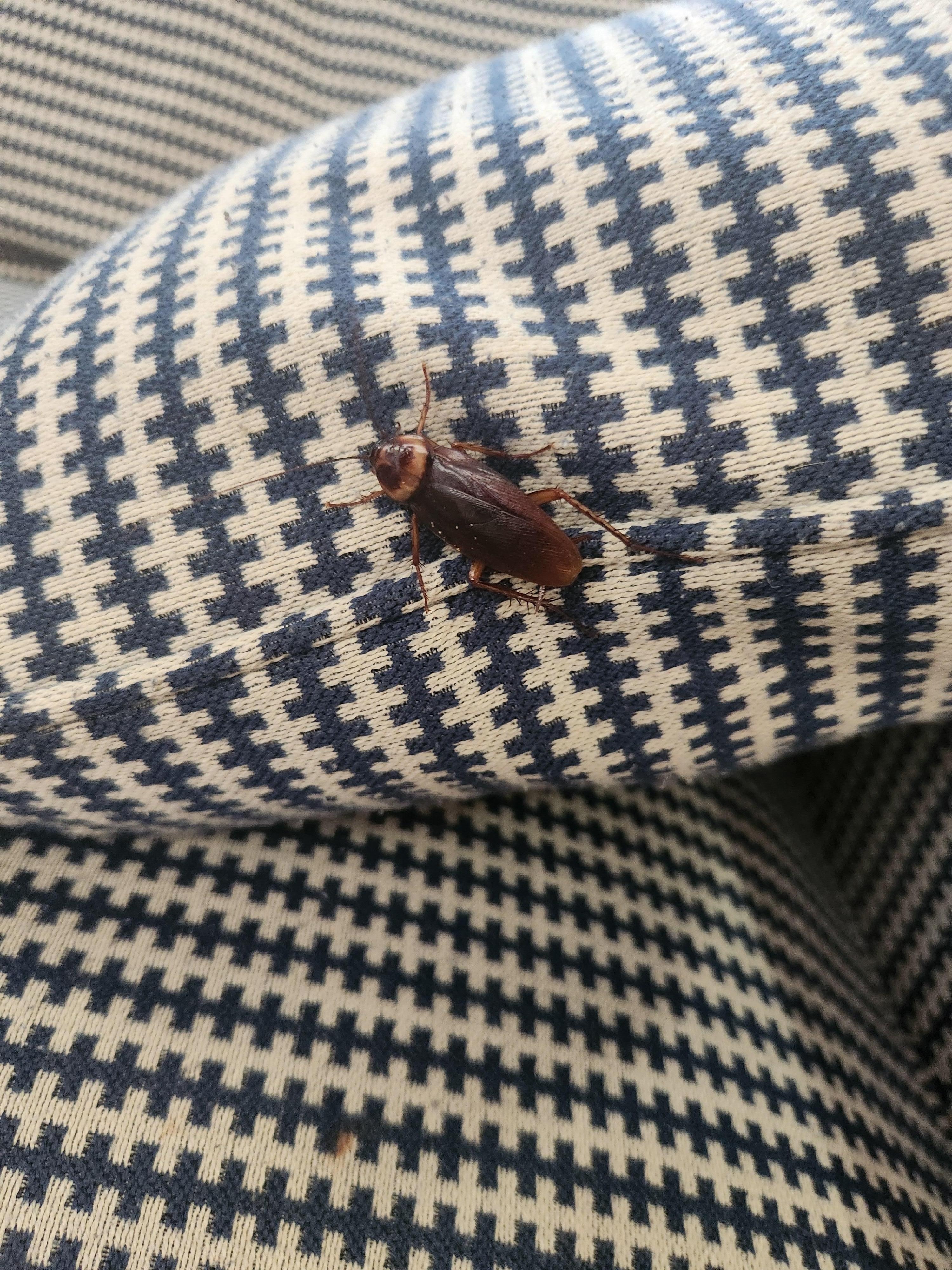 Found roaches in multiple occasions and locations inside the home.