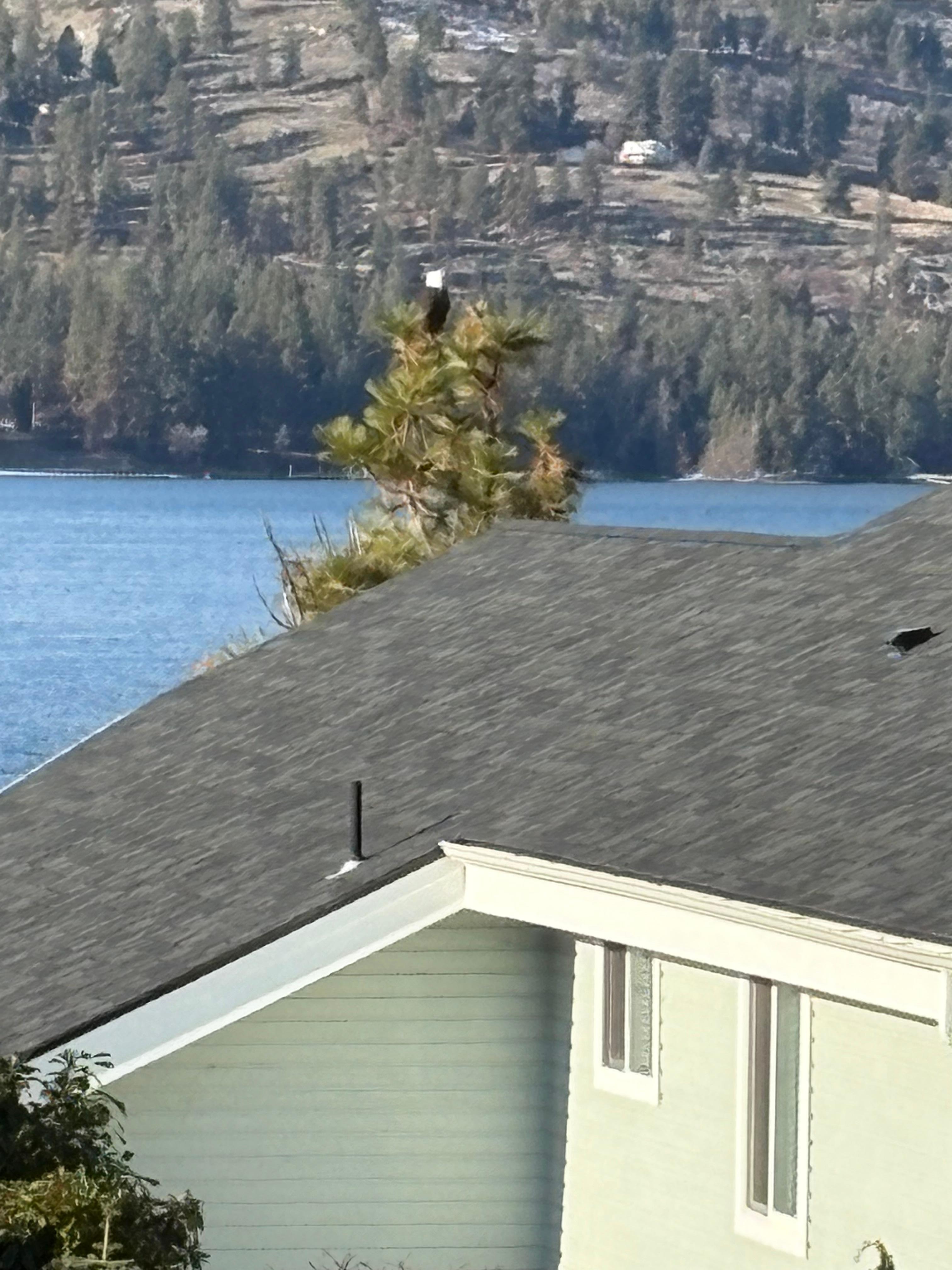 Our bald eagle friend. 