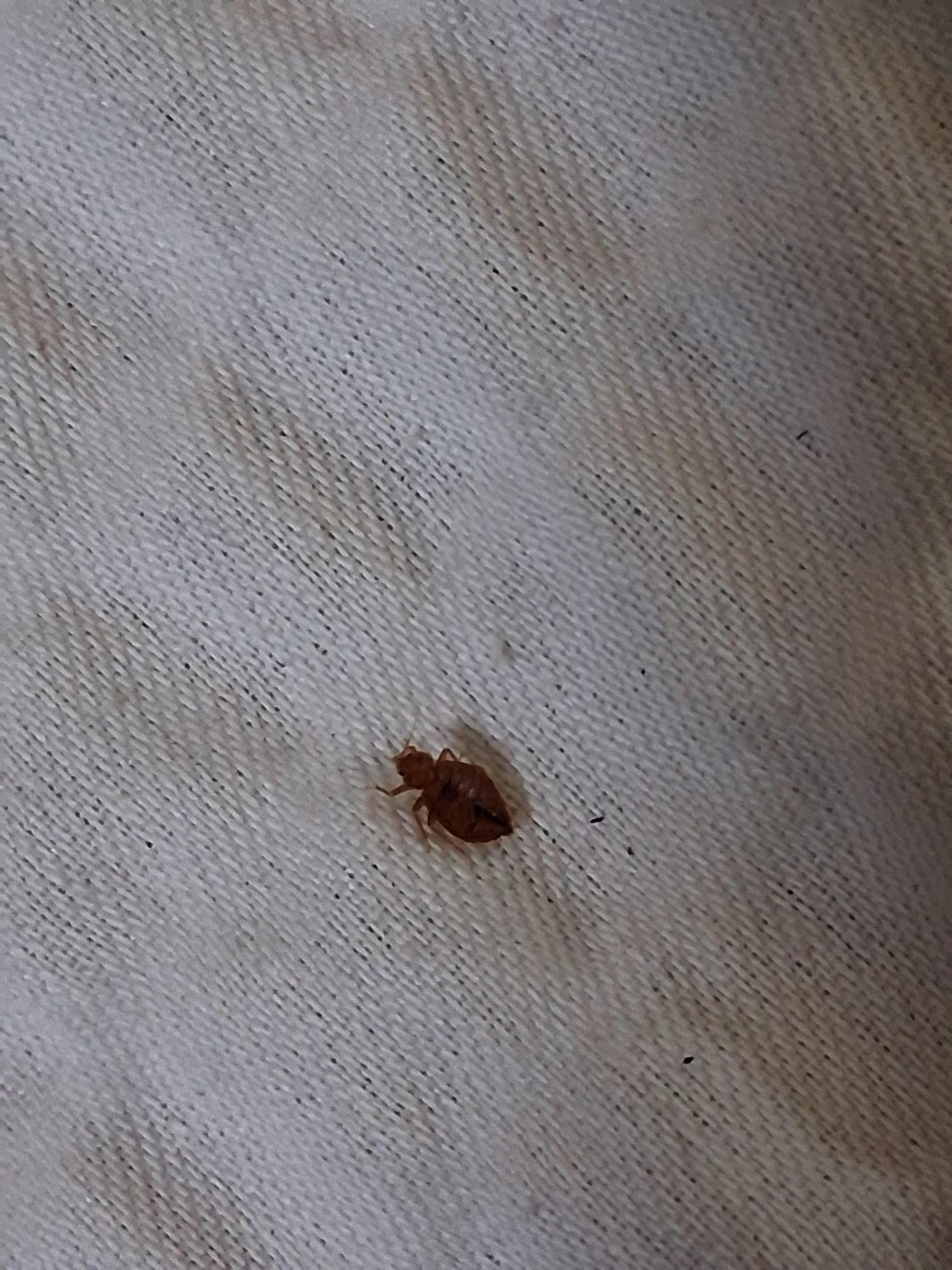 Bedbugs 