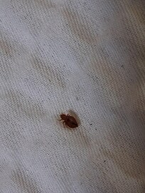 Bedbugs