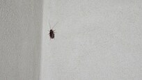 Eine der Kakerlaken in der Wohnung