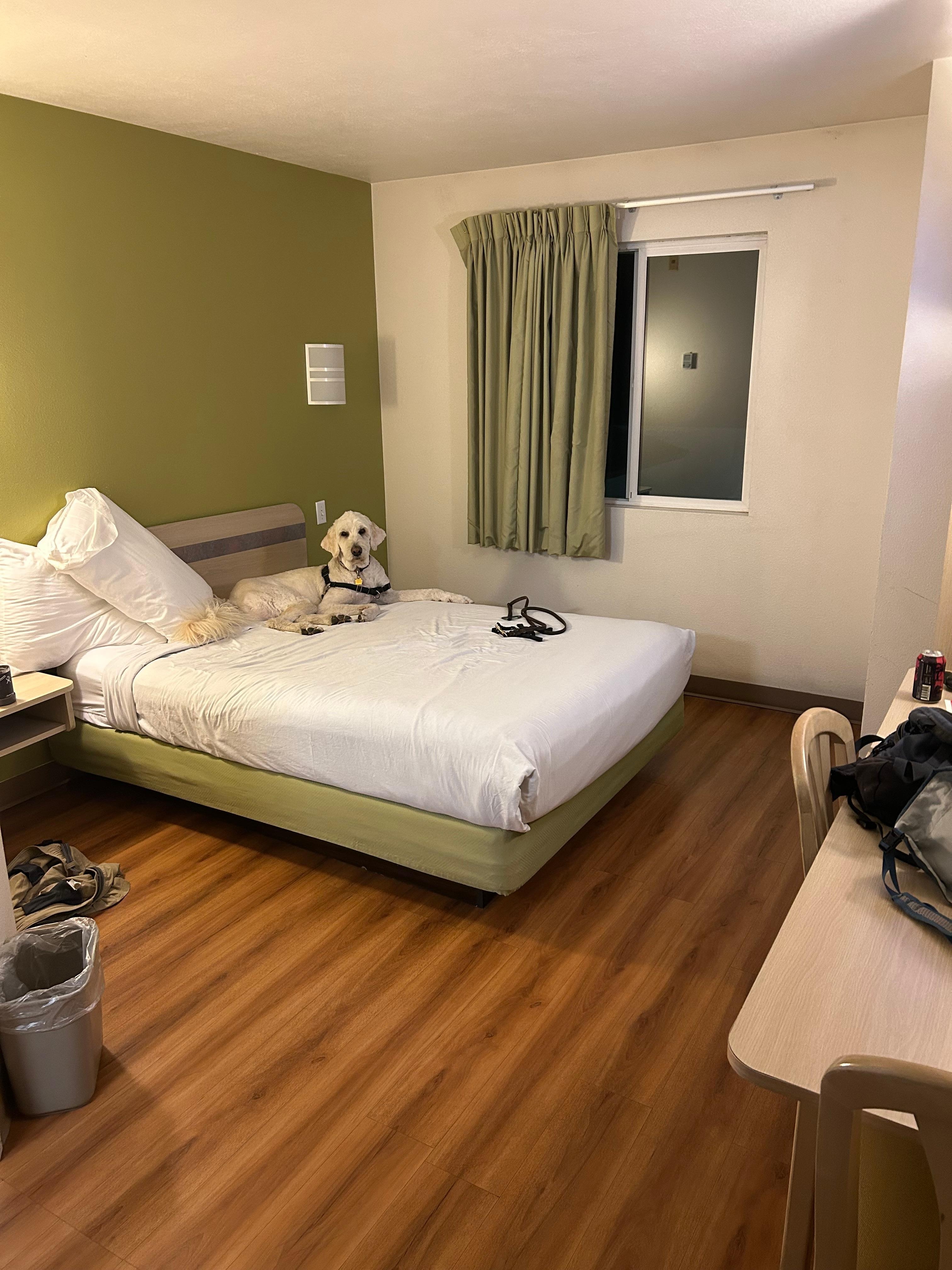 I also appreciate the pet friendly policy 