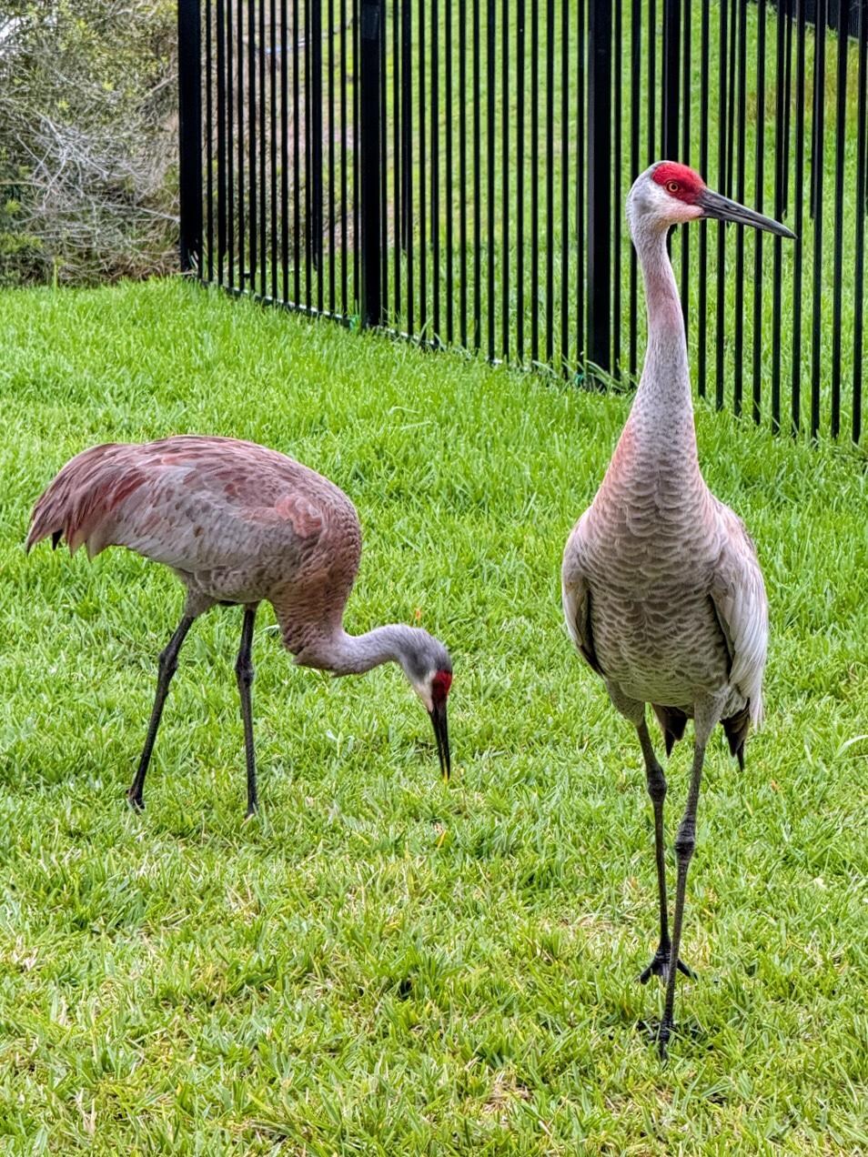Sandhill cranes and early morning coffee 