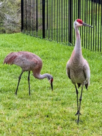 Sandhill cranes and early morning coffee