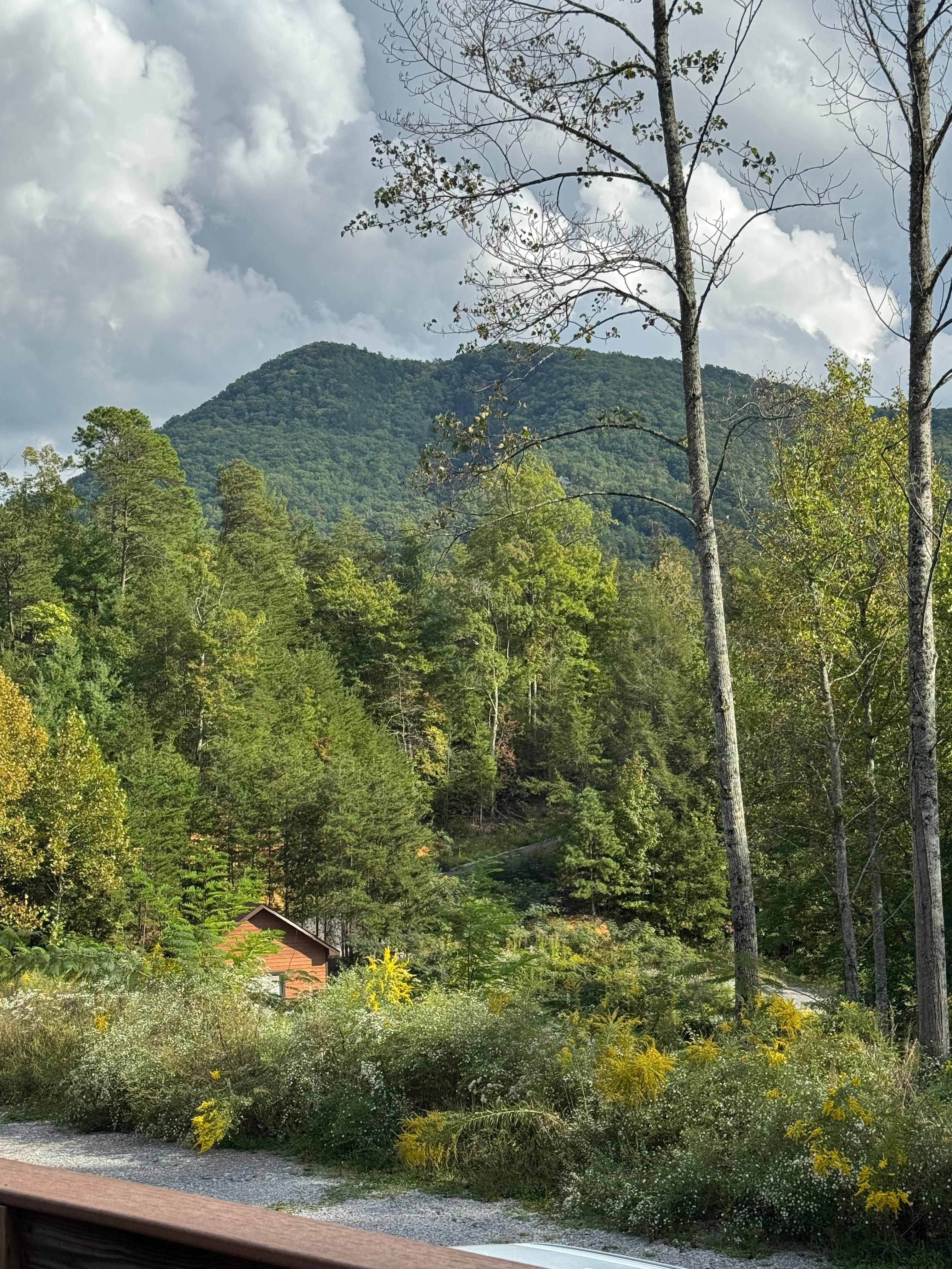 View from the porch.