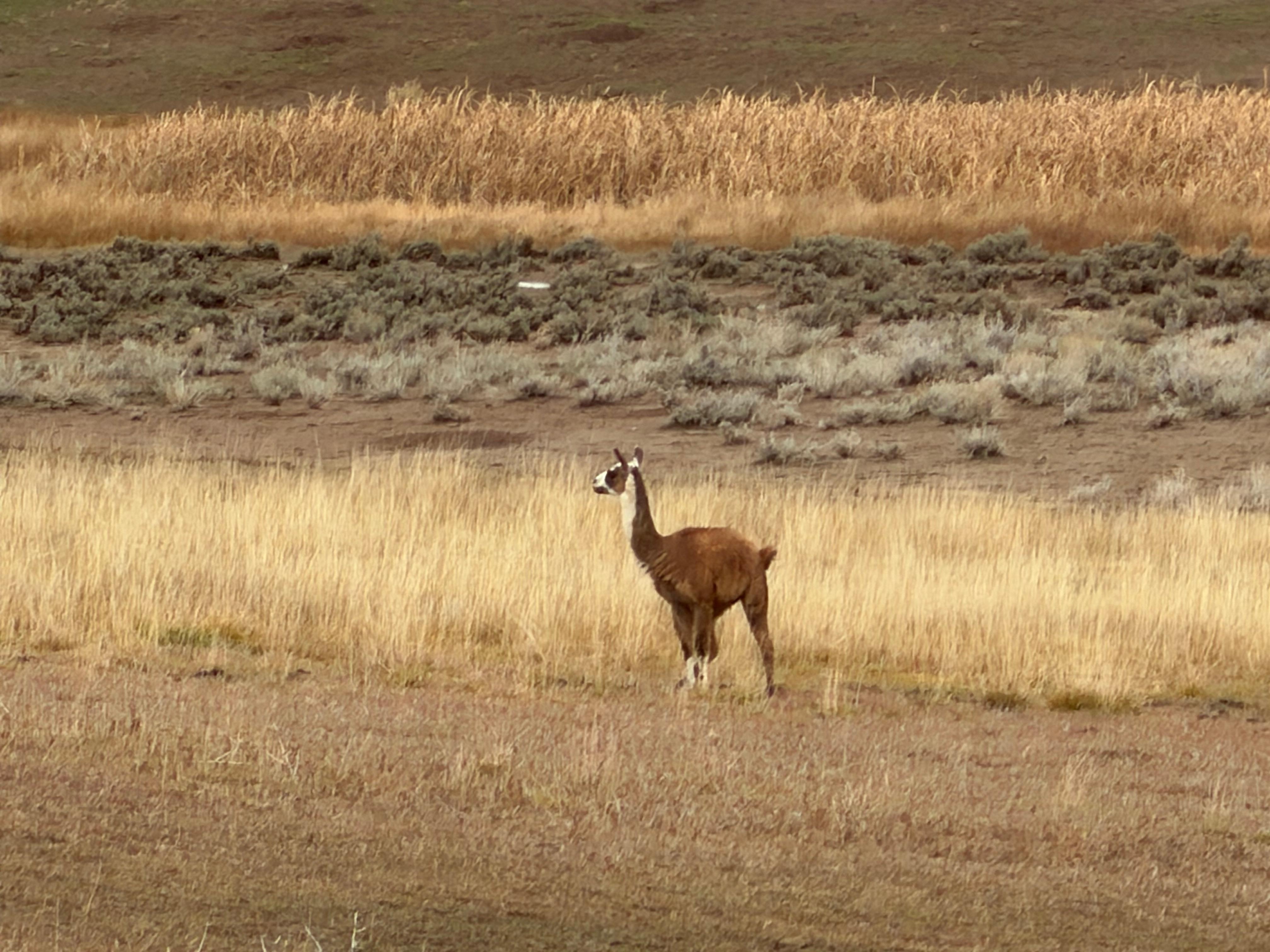 Unexpected llama